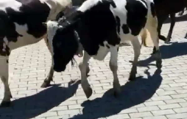 İcra Hakimiyyətinin yanında inəklər otlayır – “İstiqlal” parkında biabırçı mənzərə - FOTO
