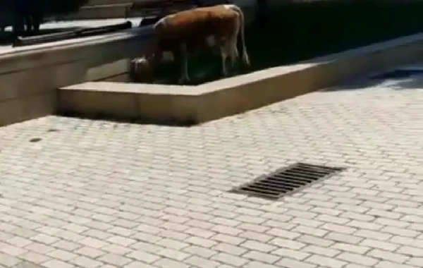 İcra Hakimiyyətinin yanında inəklər otlayır – “İstiqlal” parkında biabırçı mənzərə - FOTO
