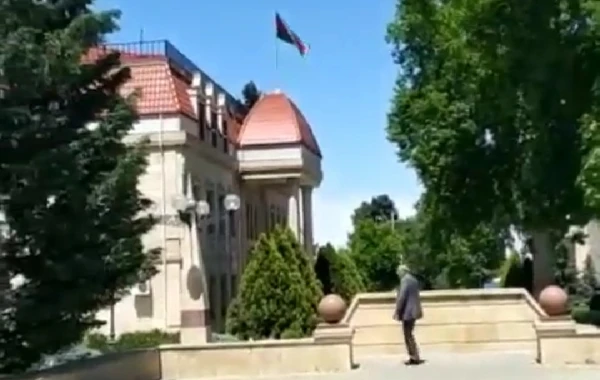 İcra Hakimiyyətinin yanında inəklər otlayır – “İstiqlal” parkında biabırçı mənzərə - FOTO