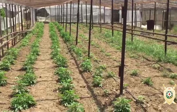 İNANILMAZ! Maştağada narkoplantasiya aşkar edilib