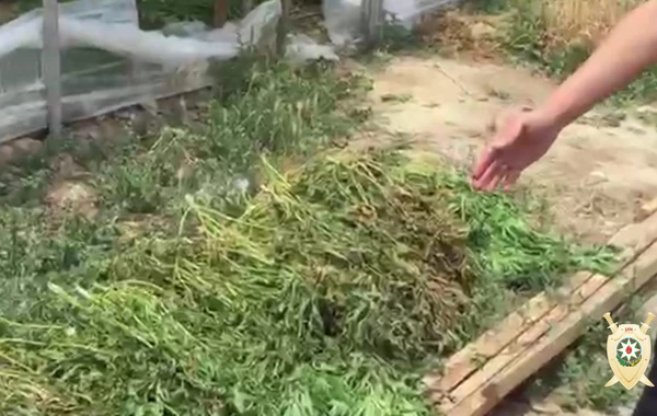 İNANILMAZ! Maştağada narkoplantasiya aşkar edilib