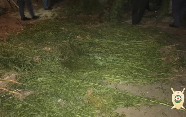 Bakıda yarım tondan çox narkotik vasitə aşkarlandı – FOTO
