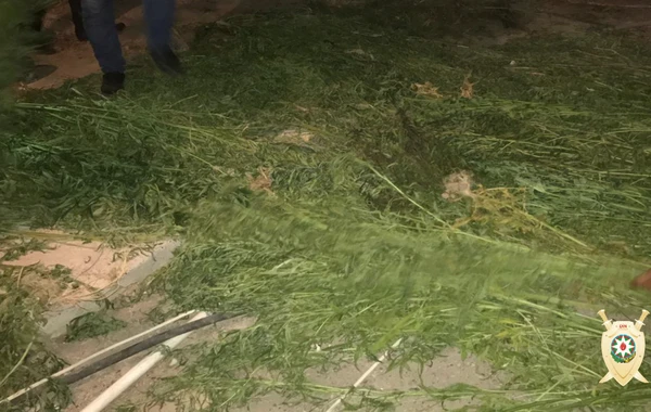 Bakıda yarım tondan çox narkotik vasitə aşkarlandı – FOTO