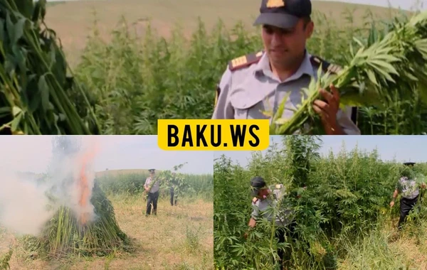 Külli miqdarda yabanı çətənə kolları aşkar edilərək yandırılıb – FOTO
