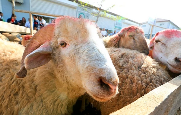 Azərbaycanda Qurban bayramı bu tarixdə qeyd olunacaq