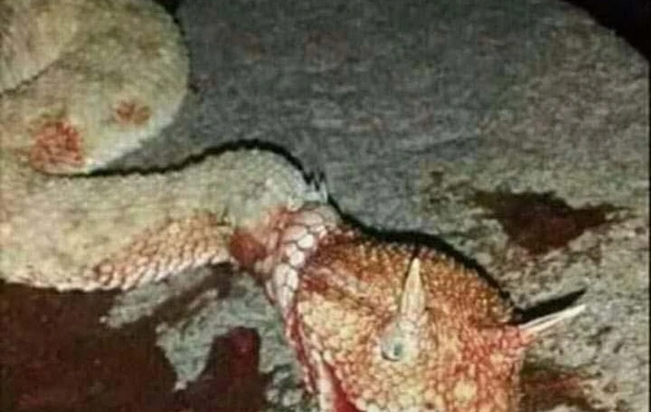 Azərbaycanda əjdaha başlı ilan tapıldı - FOTO