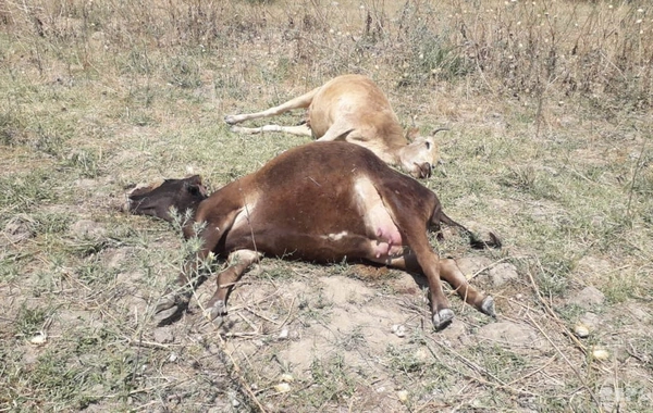 Ağsuda mal-qara kütləvi şəkildə ölüb - FOTO