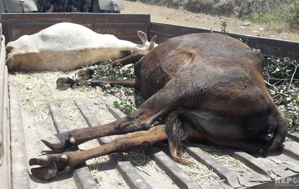 Ağsuda mal-qara kütləvi şəkildə ölüb - FOTO