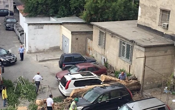 Сильный ветер повалил в Баку 15 деревьев - ФОТО
