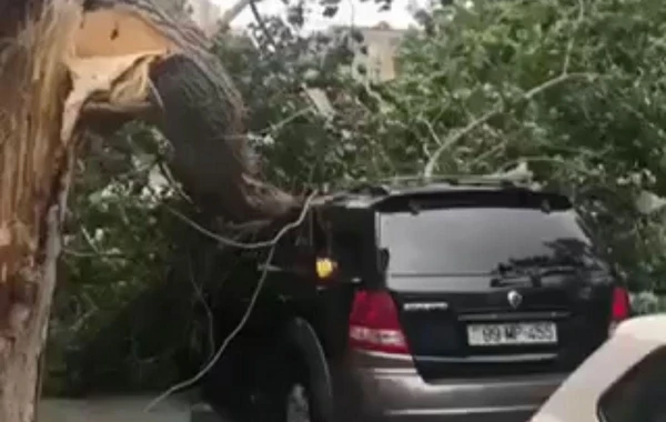 Сильный ветер повалил в Баку 15 деревьев - ФОТО