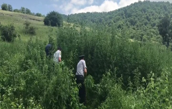 2 tondan çox narkotik tərkibli bitki tapıldı - FOTO