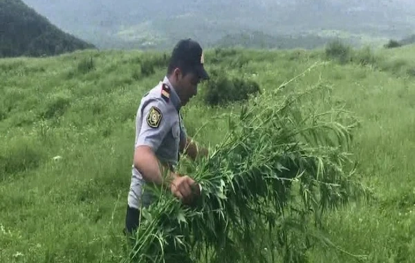 2 tondan çox narkotik tərkibli bitki tapıldı - FOTO