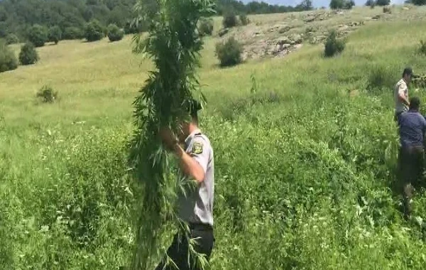 2 tondan çox narkotik tərkibli bitki tapıldı - FOTO
