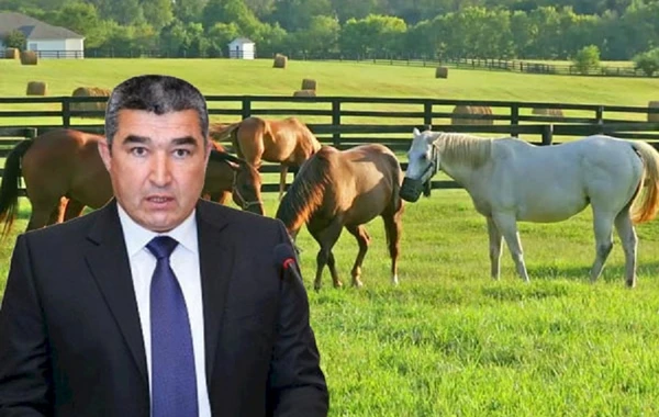 Etibar Pirverdiyevin 1 milyon manatlıq at sevdası - ŞOK FAKTLAR