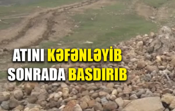 Quba sakini atını kəfənləyərək dəfn edib – VİDEO