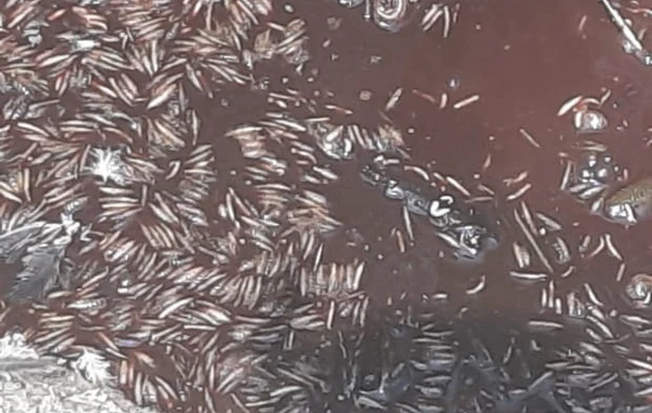 Azərbaycanda iyrənc mənzərə - Bu toyuqları bizə yedizdirirlər – FOTO
