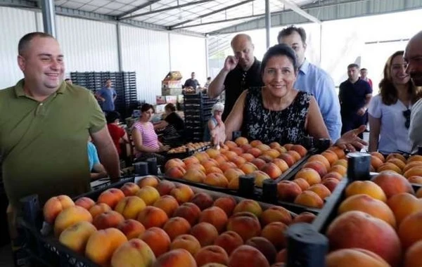 Gürcüstan prezidenti şaftalı yığımında - FOTO