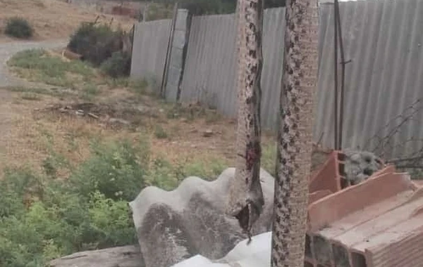 Göyçayda həyətə girən ilan təşvişə səbəb oldu - FOTO