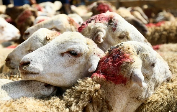 "Qurban kəsmək əsasən Məkkədə Həcc ziyarətində  vacibdir" - QMİ-dən TÖVSİYYƏLƏR