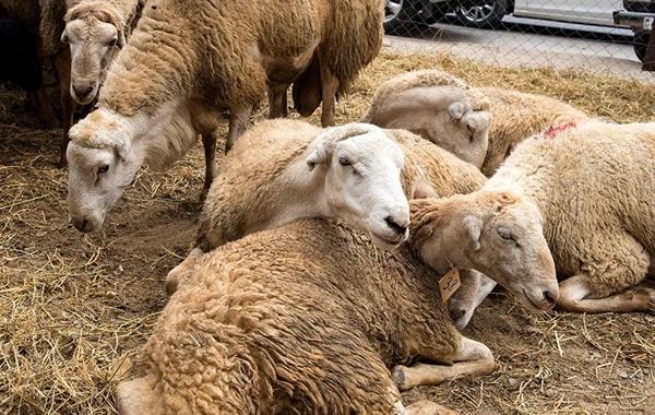 Qurbanlıq heyvanın kəsim şərtləri hansıdır? - İlahiyyatçı cavab verir
