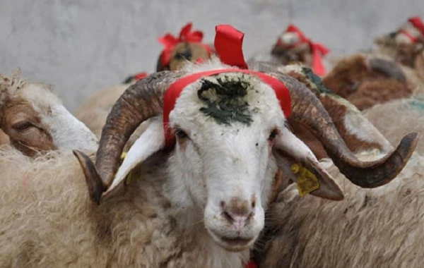 Qurbanlıq heyvanların satışı və kəsimi bu məntəqələrdə təşkil olunacaq