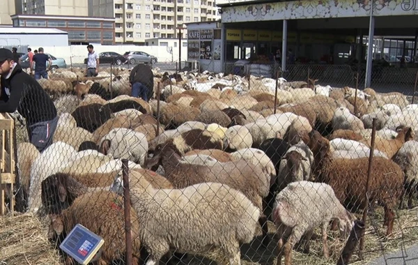 Bakıda heyvan kəsimi və satışı məntəqələrindən - VİDEOREPORTAJ