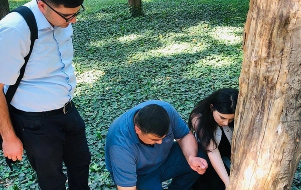 “Xan bağı”nda ağaclar kəsiləcək – FOTO