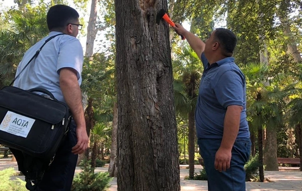 “Xan bağı”nda ağaclar kəsiləcək – FOTO
