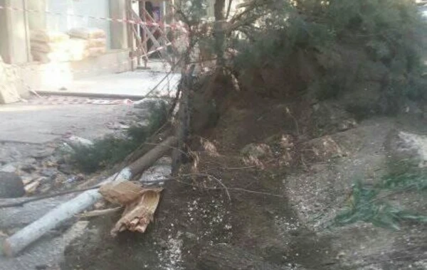 Tovuzda küknar ağaclarının kütləvi kəsilməsi faktı qeydə alınıb - FOTO