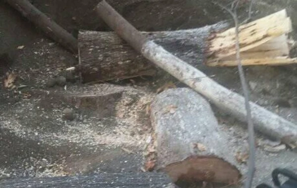Tovuzda küknar ağaclarının kütləvi kəsilməsi faktı qeydə alınıb - FOTO