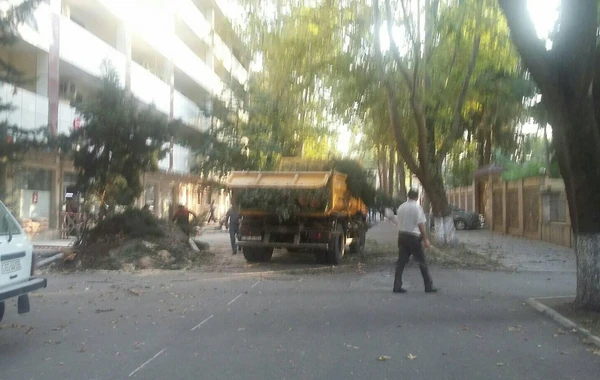 Tovuzda küknar ağaclarının kütləvi kəsilməsi faktı qeydə alınıb - FOTO