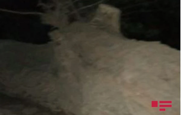 Azərbaycanda nəhəng ağac turist bazasına aşdı - FOTO