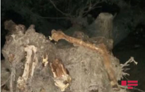 Azərbaycanda nəhəng ağac turist bazasına aşdı - FOTO