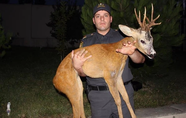 Azərbaycanda polislər yaralı ceyranı xilas edib - FOTO