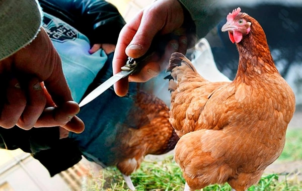 Bakı sakini toyuğa görə qardaşını öldürdü