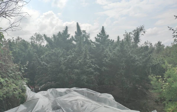Salyan sakinindən külli miqdarda narkotik götürülüb - FOTO