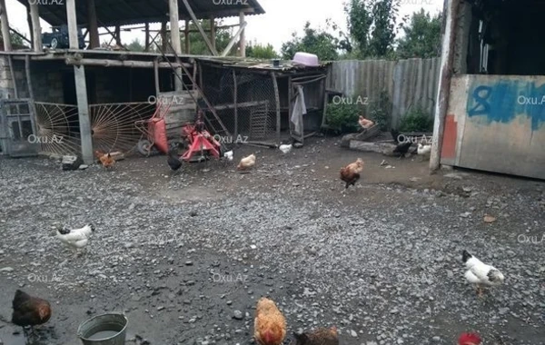 В Азербайджане курица снесла яйцо-"матрешку" - ФОТО
