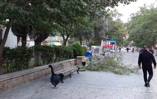 В бакинском парке сломанные ветви деревьев упали на аттракционы - ФОТО