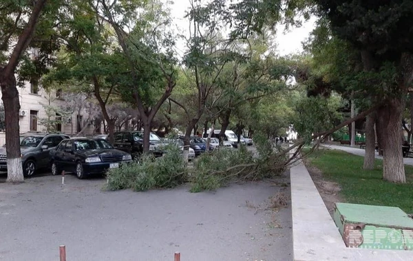 В бакинском парке сломанные ветви деревьев упали на аттракционы - ФОТО