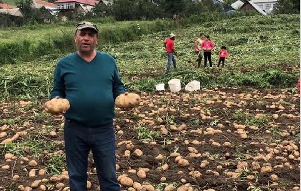 Выращенный в Азербайджане гигантский чудо-картофель взорвал Сеть - ФОТО