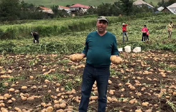 Выращенный в Азербайджане гигантский чудо-картофель взорвал Сеть - ФОТО
