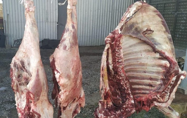 Mingəçevirdə ölmüş heyvan ətinin satışa çıxarılmasının qarşısını alındı - FOTO