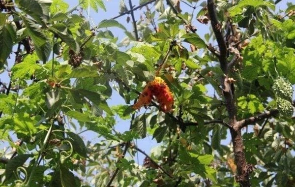 Göyçayda yetişdirilən hind narı ilə tanış olun - FOTO