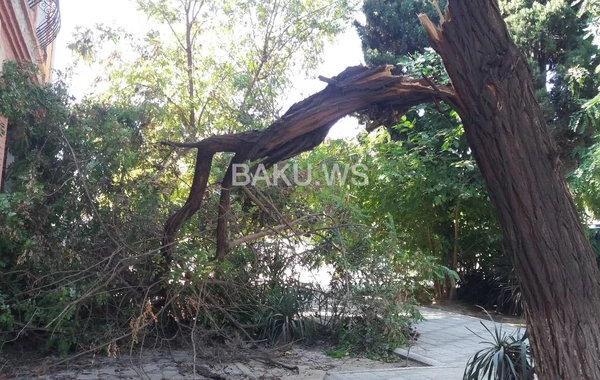 Güclü külək Gəncədə bir sıra fəsadlara yol açdı - VİDEO