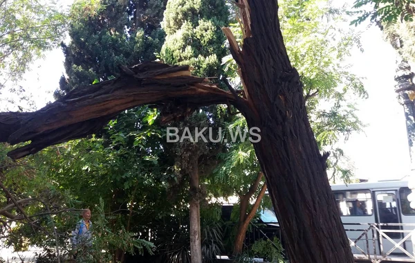 Güclü külək Gəncədə bir sıra fəsadlara yol açdı - VİDEO