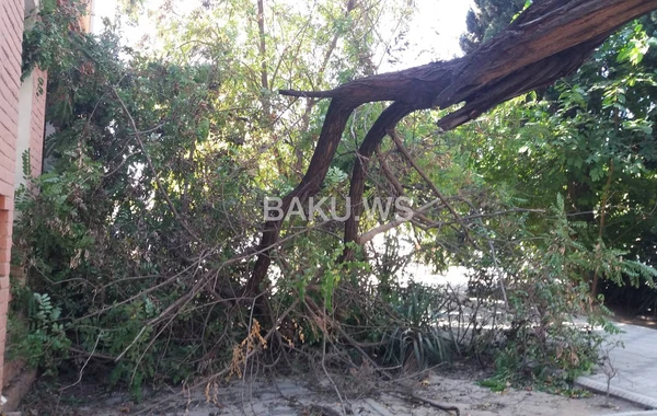 Güclü külək Gəncədə bir sıra fəsadlara yol açdı - VİDEO
