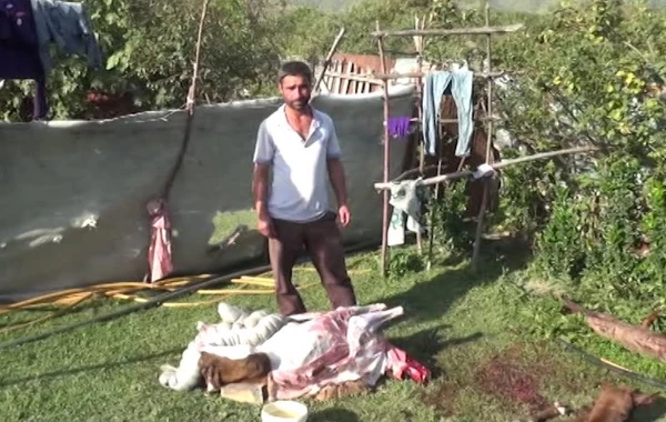 “Leş Tofiq”dən sonra “Leş Elgün” də ələ keçdi - VİDEO