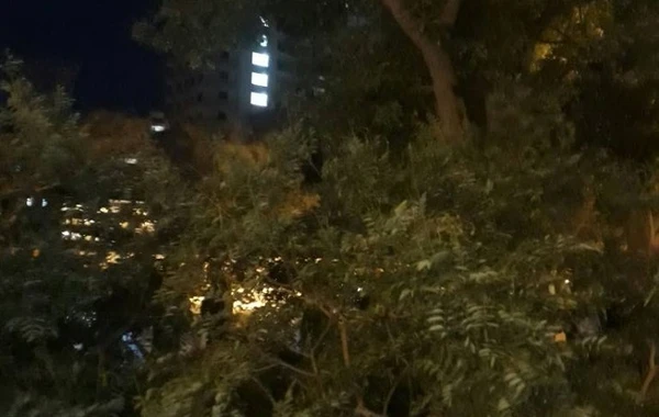 В Баку сломавшиеся ветки дерева упали сразу на трех женщин - ФОТО