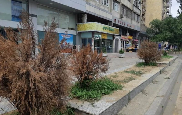 Bakıda “Yaşıl guşələr” yaradıldı - FOTO