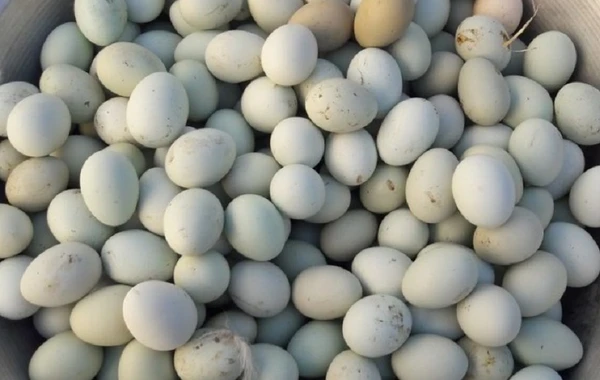 Biri 5 manata satılan yaşıl yumurta Azərbaycanda - Ağdan fərqi nədir?